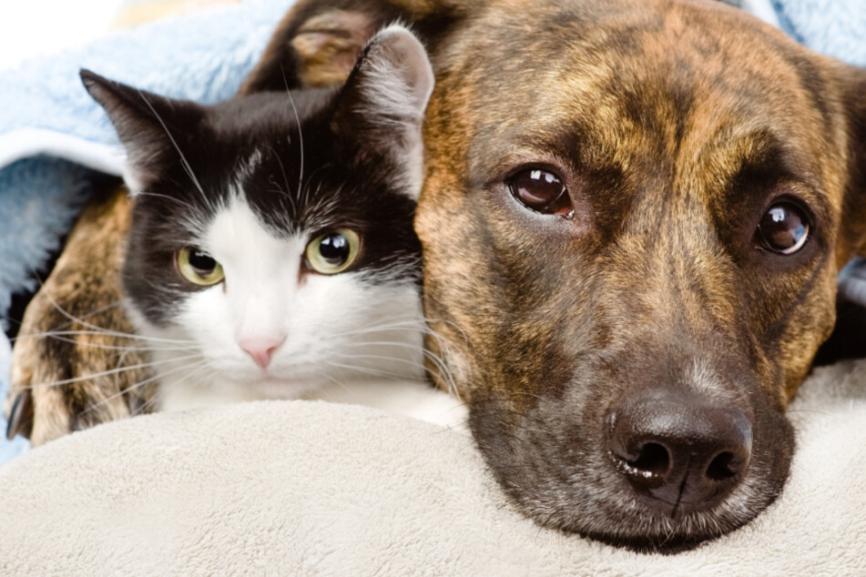 Sind Hund oder Katze krank, solltest Du Dich immer an einen Tierarzt wenden. (Symbolbild)