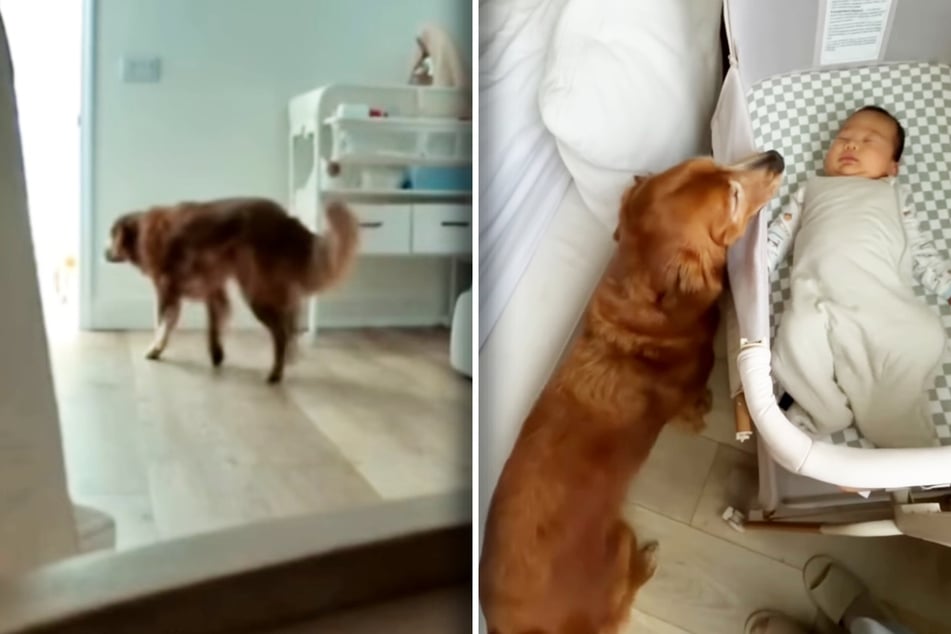 Besonders Golden-Retriever-Dame Gamja ist gerne bei dem Baby.