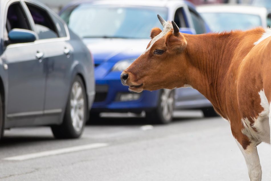In Schönebeck war ein Auto mit einer freilaufenden Kuh auf der Straße kollidiert. (Symbolbild)