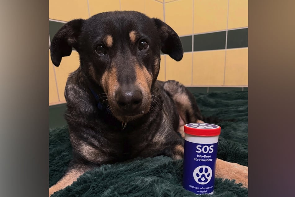 Botschafterin auf vier Pfoten: Hund Daisy macht auf die SOS-Haustier-Dose aufmerksam, die im Notfall wichtige Infos liefert.
