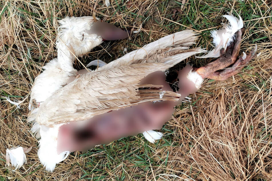 Es wird berichtet, dass in dem Solarpark bei Schkölen mehrere tote Tiere entdeckt wurden. Der Fall könnte laut PETA auf eine "grausame Serientat von Tierquälerei" hinweisen.