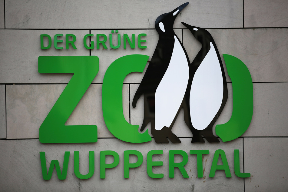 Nach einem Kuhpocken-Ausbruch im Wuppertaler Zoo bleibt das Groß- und Kleinkatzenhaus vorerst für Besucher geschlossen.