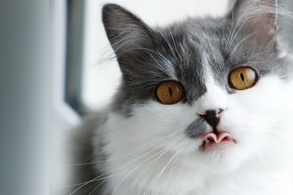 Is it normal for cats to drool? Reasons why your cat is drooling