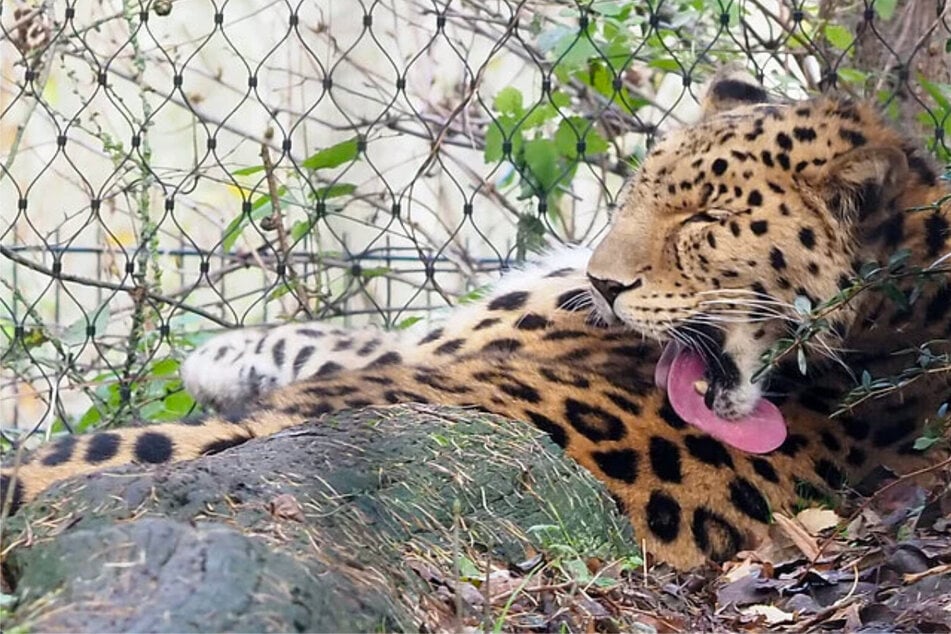 Schlüpfrige Gegendarstellung bei "Elefant, Tiger & Co.": "Wurde behauptet, Kitan bringe es nicht in Liebesdingen"