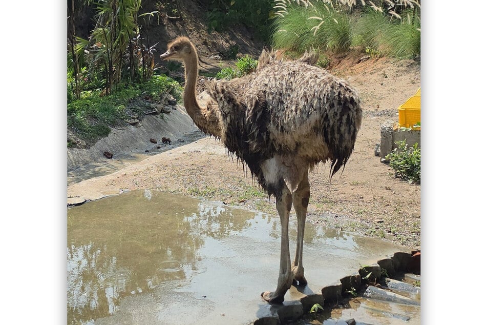 Der Strauß ist inzwischen wieder zurück im Café "Cat Meow 4289".