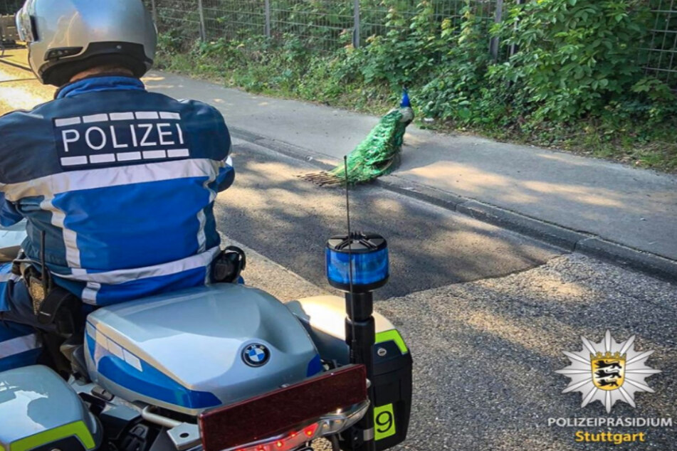 Der Pfau büxte aus der Wilhelma in Stuttgart aus.