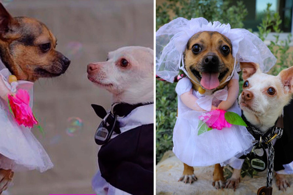 These dogs fell in love at first sight and barked "I do!"