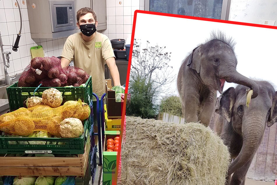 Wer den Zoo unterstützen möchte, kann zum Beispiel den Elefanten symbolisch ein paar Bananen zukommen lassen.