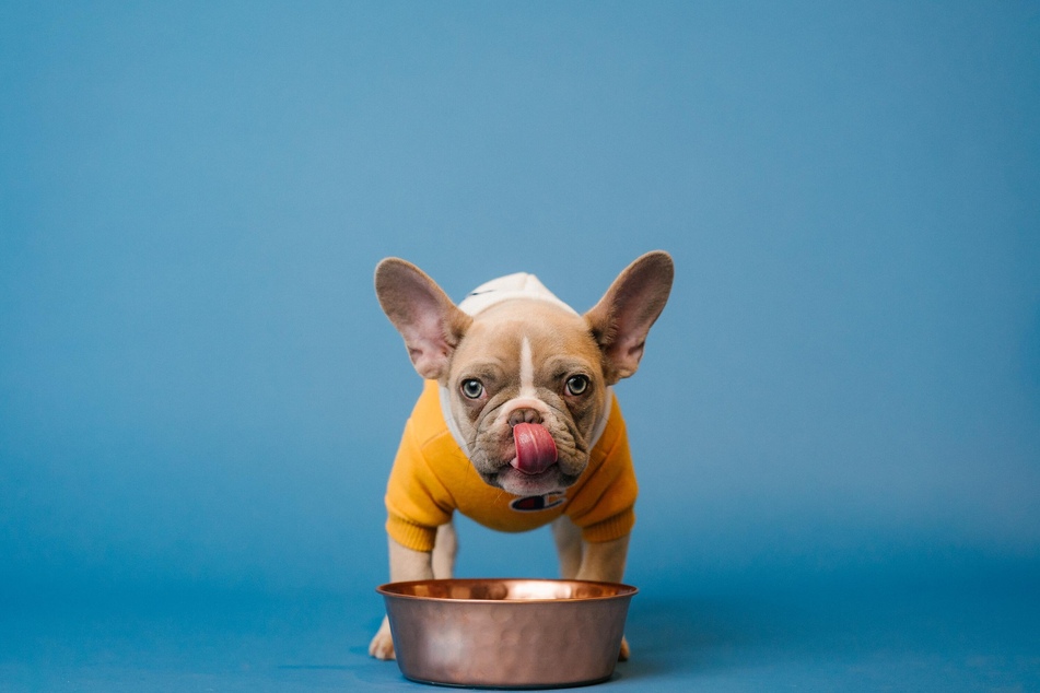 A dog's poop-eating habits certainly reinforce the fact that they shouldn't lick your face!