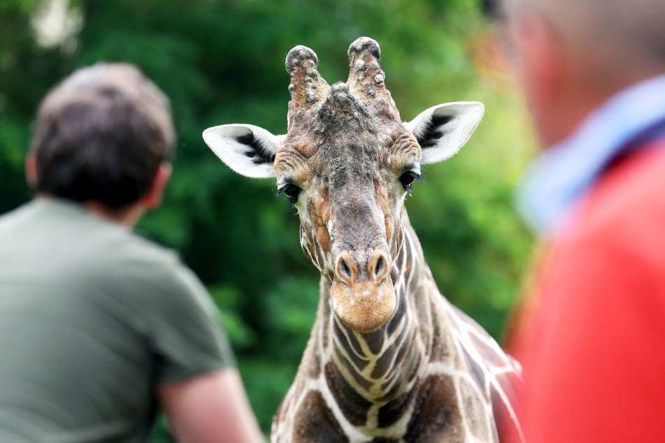 Kiringo zählte zu den absoluten Publikumslieblingen im Duisburger Zoo.