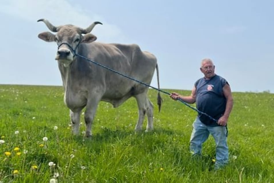 Farmer Fred Balawender (79) und sein Ochse Tommy.