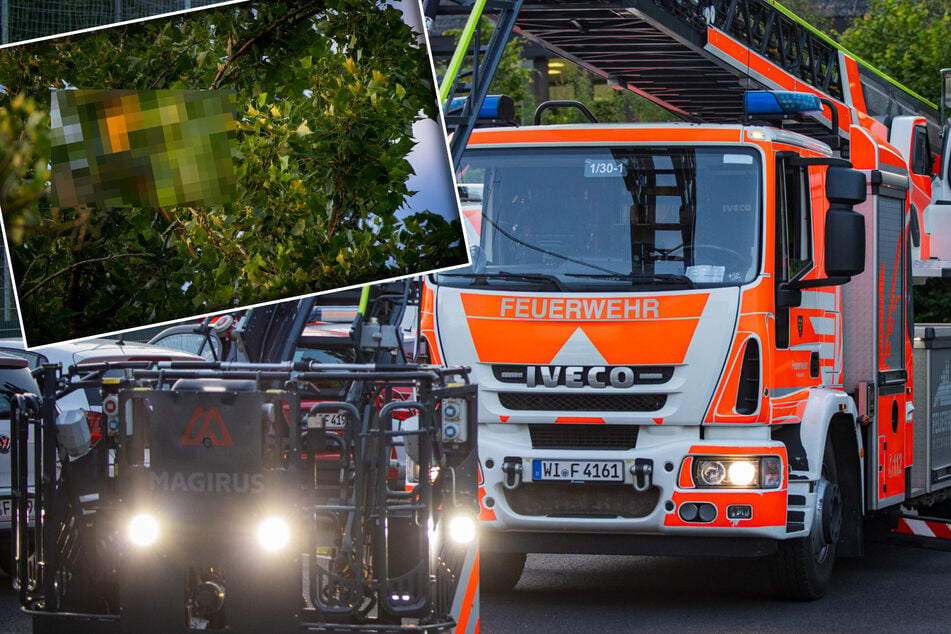 Feuerwehr entdeckt ungewöhnlichen Zuschauer und muss dann mit schwerem Gerät ran