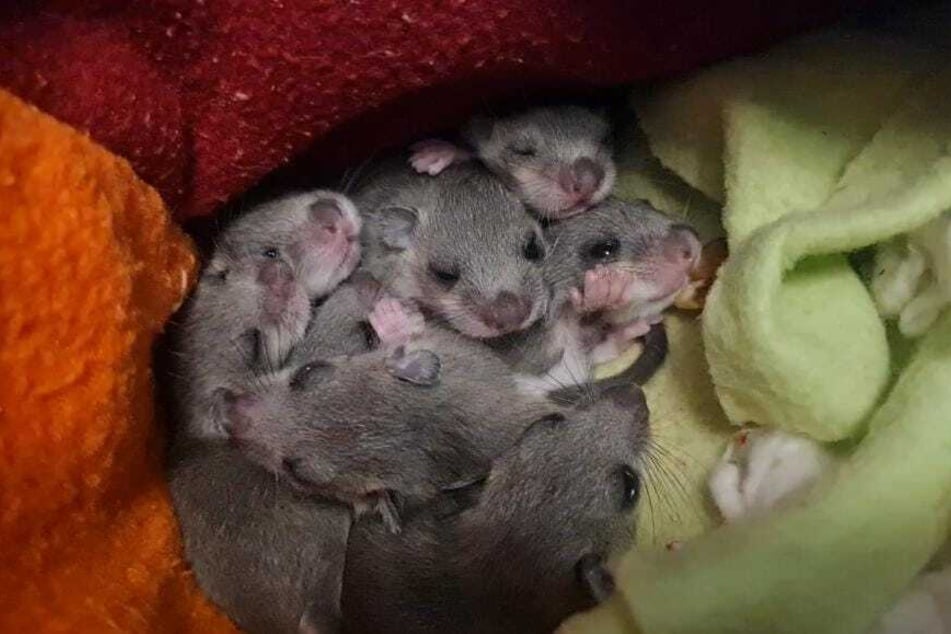 Wie schnell können Herzen erobert werden? Acht zuckersüße Babys in einem Nest aus Waschlappen zeigen es.