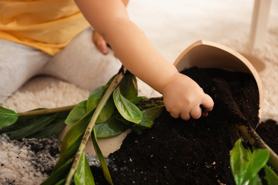 Zimmerpflanzen in Tontöpfen können herunterfallen. Das Kind kann sich an den Scherben verletzen.