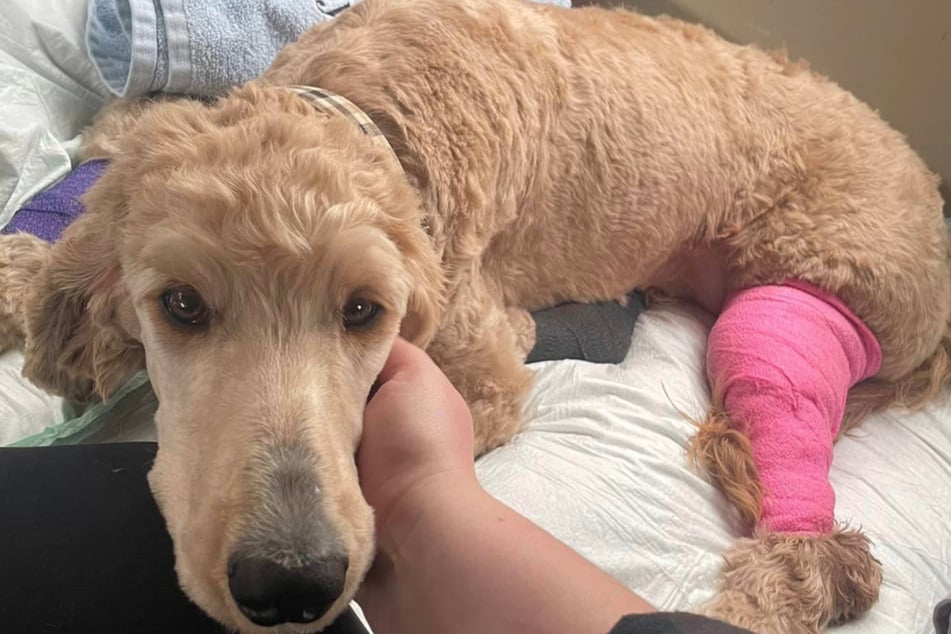 Just days after their wedding, Dylan McCay and Emily Roberts discovered an injured Goldendoodle on the streets of Arkansas.