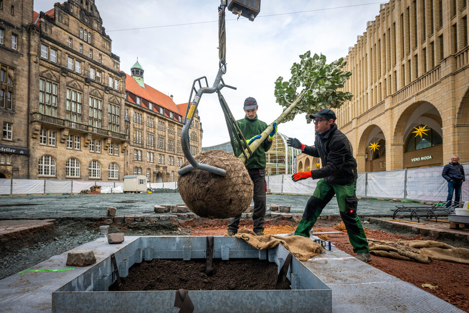 Der Chemnitzer Marktbaum wurde am gestrigen Freitag eingepflanzt.