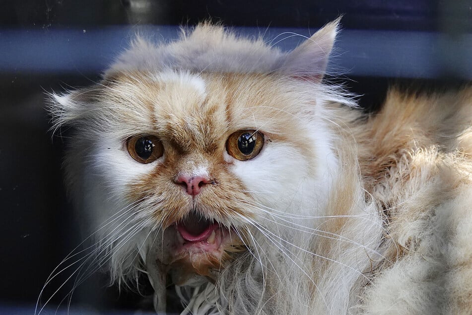 Eine Katze musste von der Feuerwehr von einem Fensterbrett im vierten Stock geborgen werden.