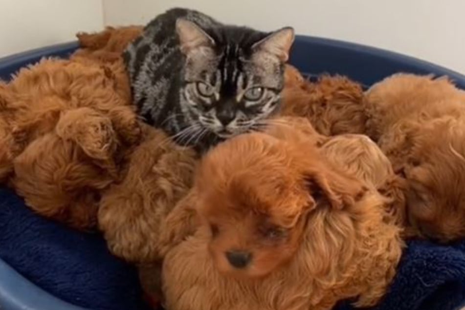 This cat shares parenting duties with the puppies' mother.