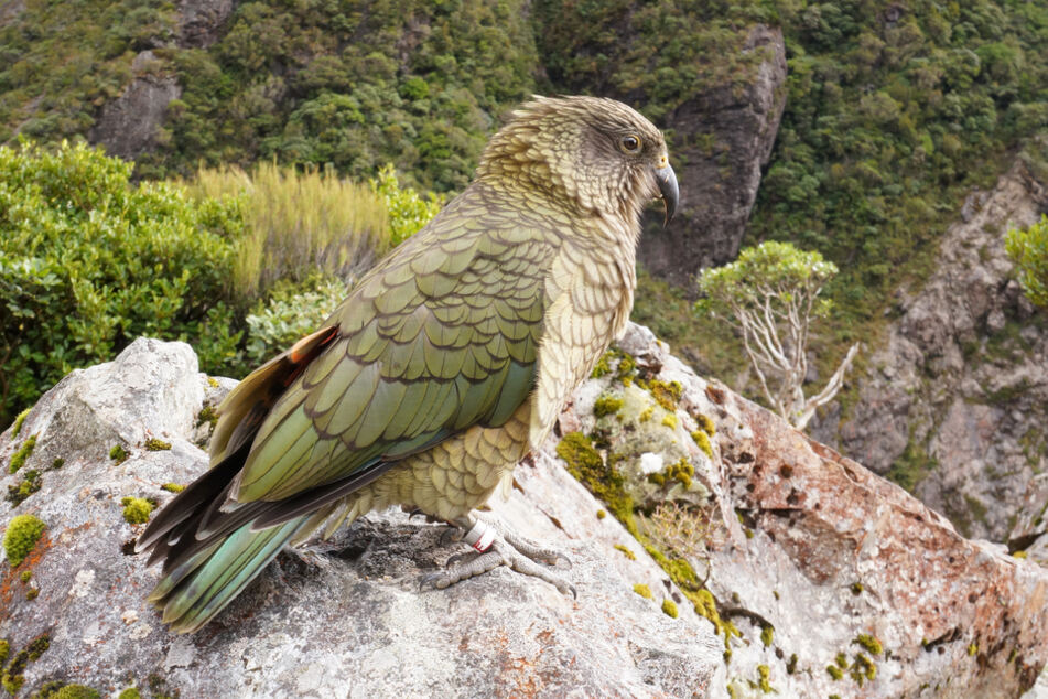Der Kea gehört zur Gattung der Nestorpapageien. Die Vogelart ist vom Aussterben bedroht.