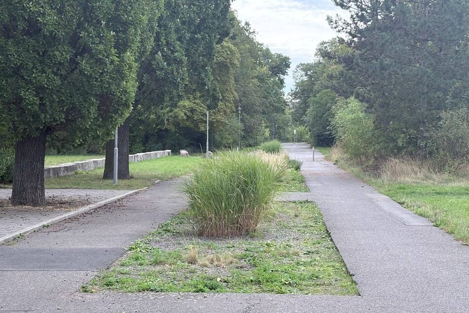 Drei Teenager überfielen am 1. September einen Rollstuhlfahrer im Schönauer Park.