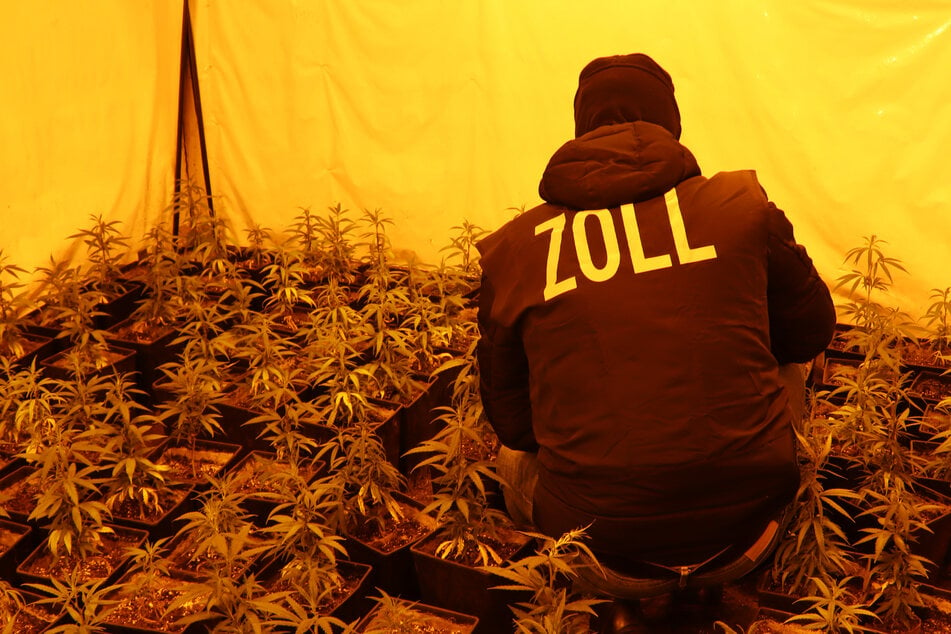 Die Beamten der Zollämter haben insgesamt 655 Cannabispflanzen beschlagnahmt.