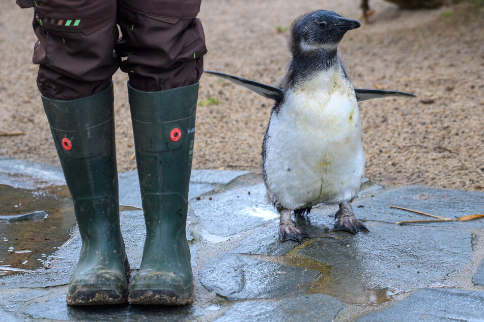 Auch ein niedlicher Pinguin ist vor wenigen Wochen geschlüpft und darf bald bestaunt werden.