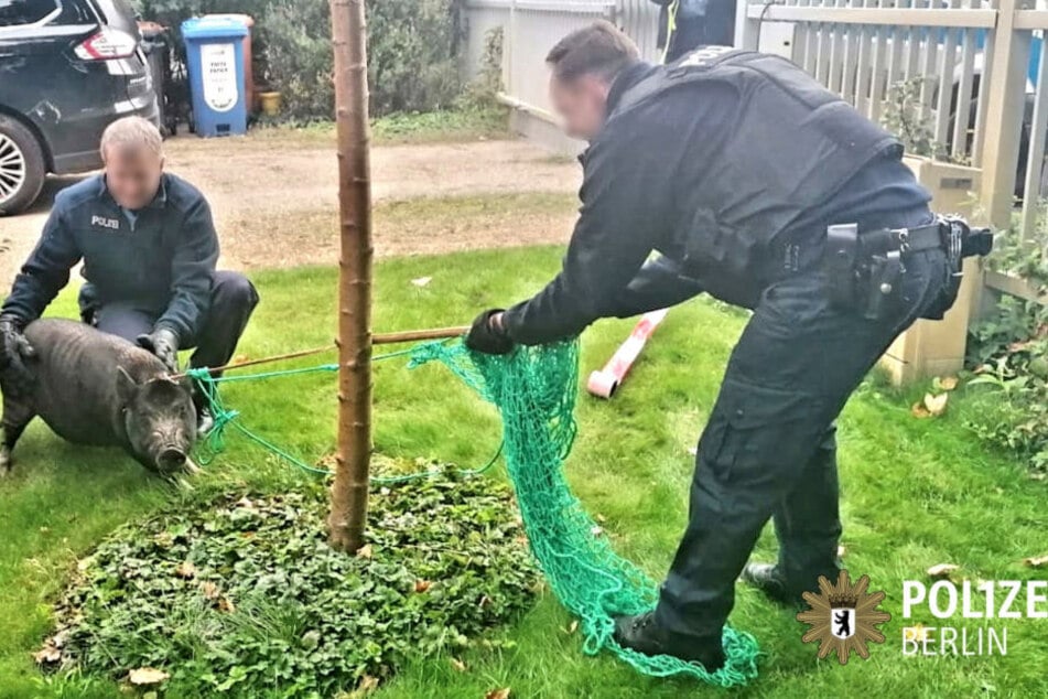 Hier verrichten zwei Berliner Polizisten im wahrsten Sinne des Wortes saumäßige Arbeit.