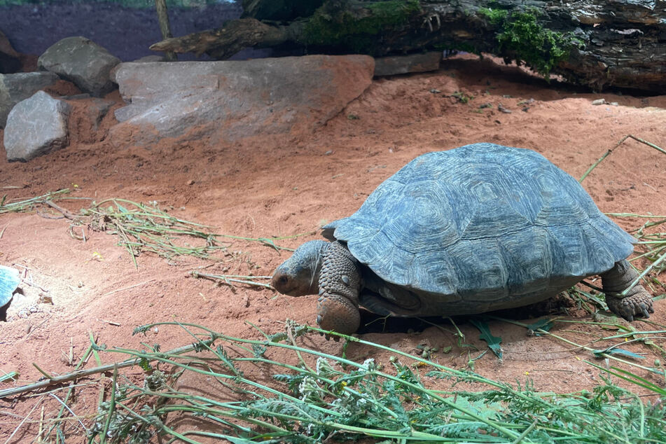 Nach Bau von 10.000-Euro-Terrarium: Zoo Magdeburg heißt Riesenschildkröten willkommen