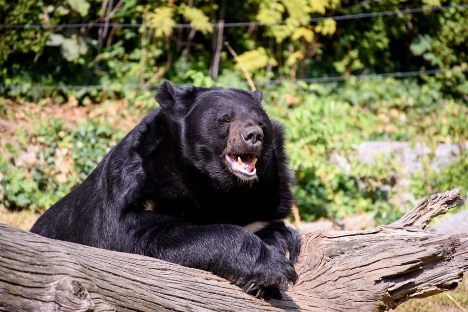 The collar bear, or Formosan black bear, is native to Asia and is related to the American black bear.
