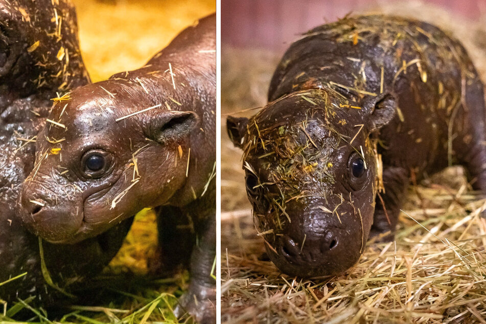 Das kleine Hippo-Mädchen aus dem Berliner Zoo geht es nach einem Bruch am Beckenkamm bereits besser.