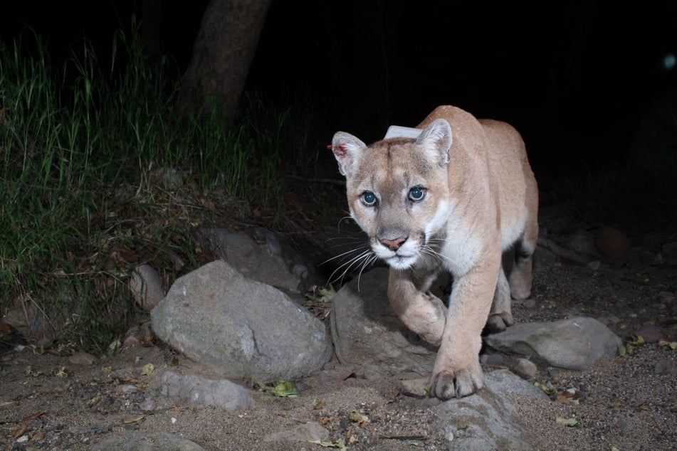 The famous mountain lion P-22 was euthanized over the weekend due to health complications.