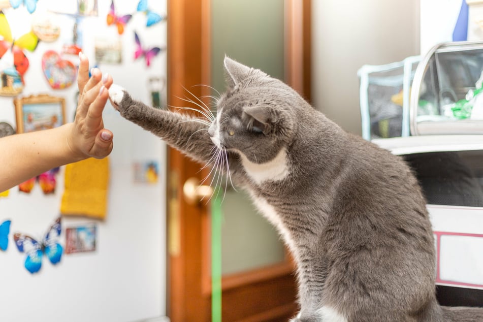 Die Katze berührt mich mit der Pfote, um ihre Liebe zu zeigen. Diese Annahme ist jedoch nicht immer korrekt.