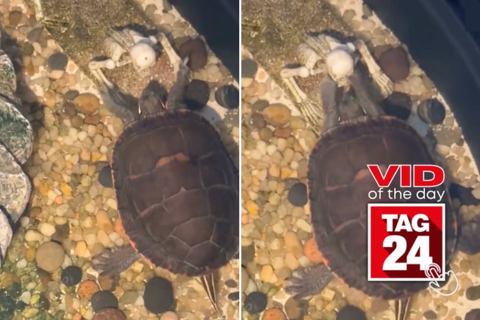viral videos: Viral Video of the Day for January 23, 2026: Turtle tries to wake up skeleton in hilarious clip!