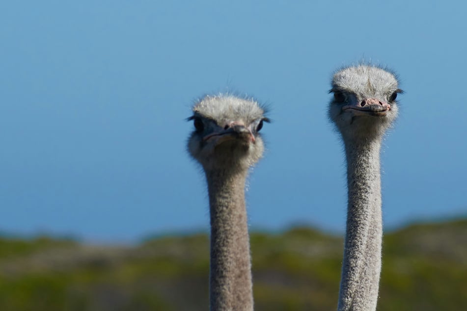 Mass ostrich execution? Canada makes big decision as Dr. Oz could save flu-infected birds