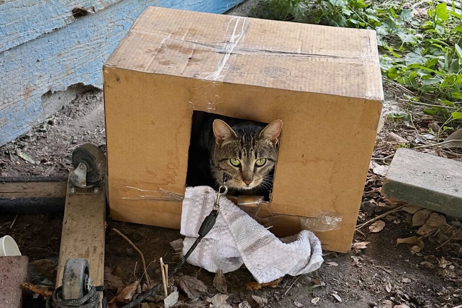 Katze Blue hauste in einem Karton - angeleint vor dem Haus ihrer Besitzer.