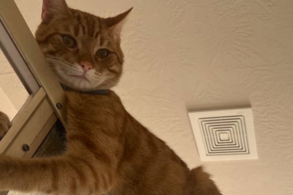 Was ihre Katze macht, während sie sich duscht, lässt Frau irritiert zurück