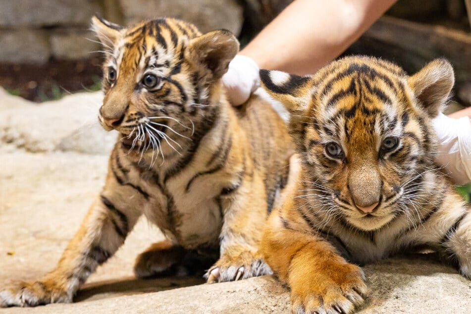 Berliner Tierpark: Wie sollen diese süßen Tiger-Mädchen heißen?
