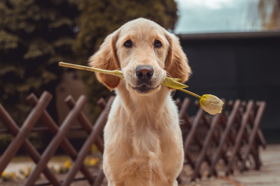 Bigger dogs often have shorter lifespans.