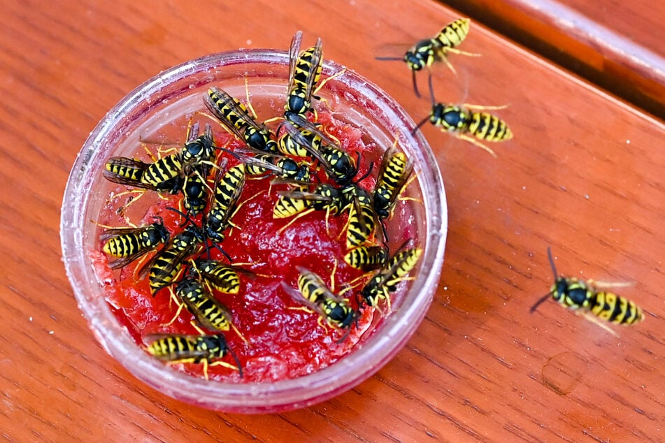 Sachsens Naturschützer erklären: Deswegen gibt es in diesem Jahr so viele Wespen