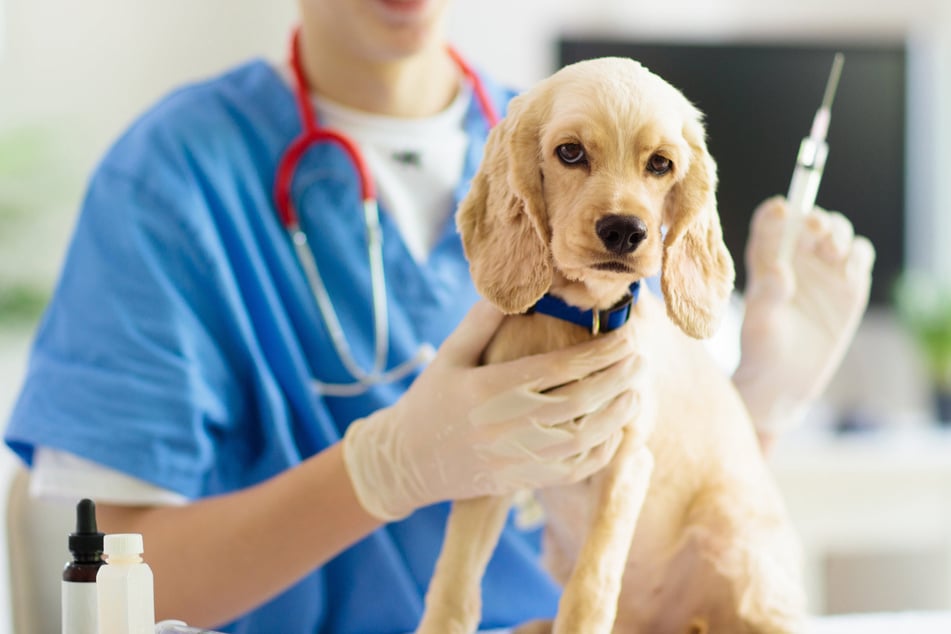Dogs shouldn't have excessive contact with other dogs, especially if they're sick.