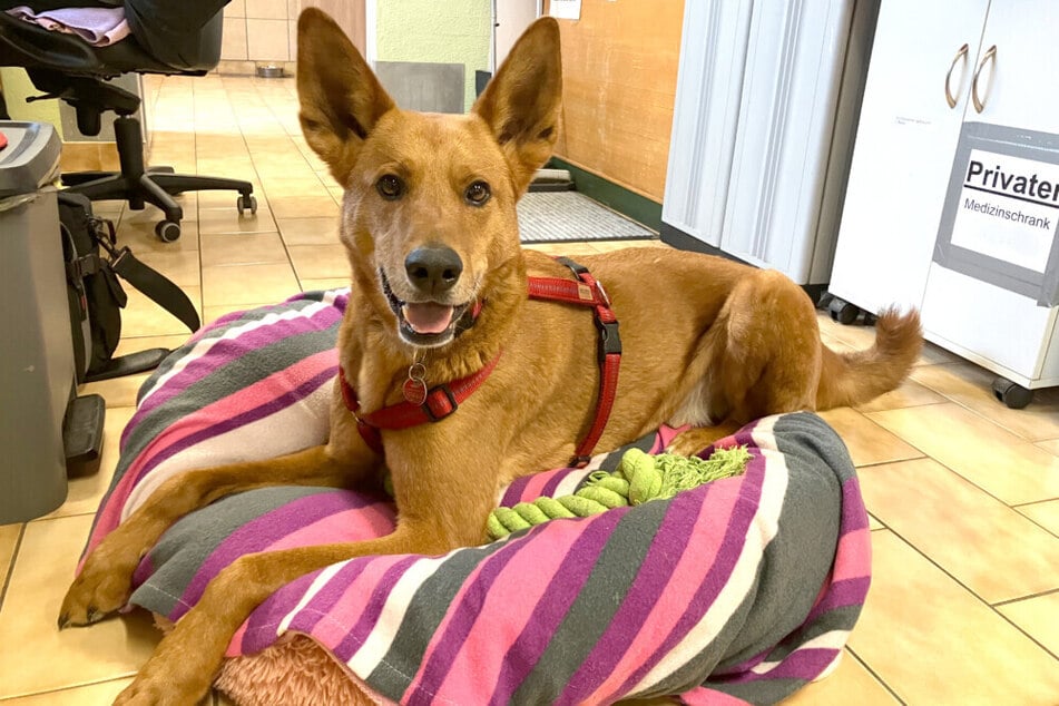 Red Teddy weiß, wie man sich im Alltag benimmt. Wer gibt ihm eine Chance?