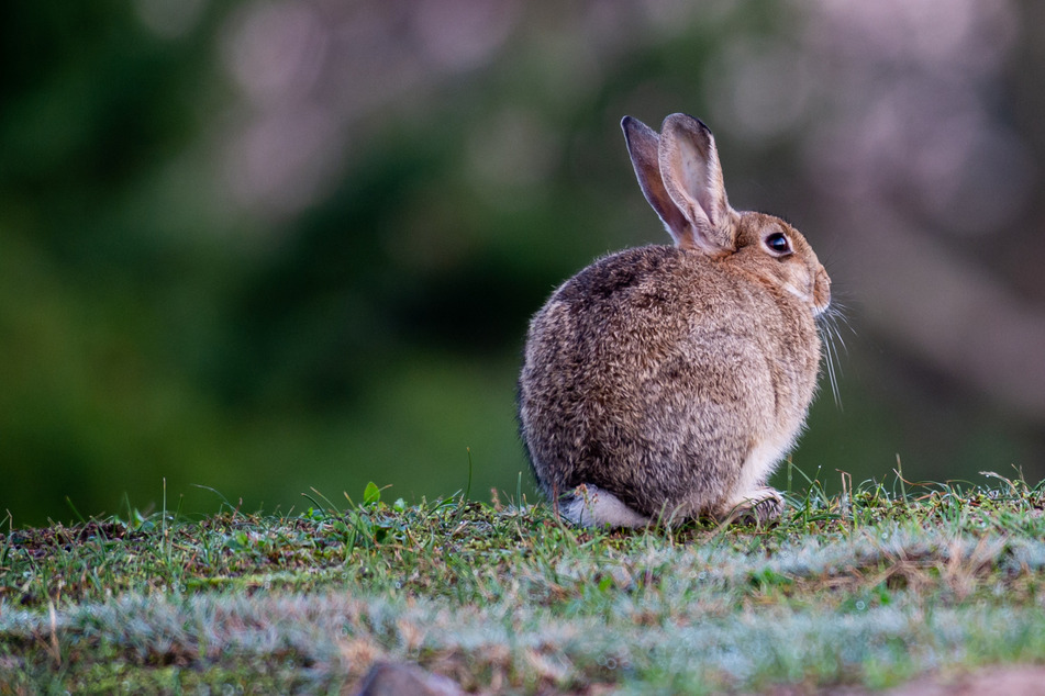 In einem Schrebergarten wurden mehrere Wachteln und Kaninchen getötet. (Symbolbild)