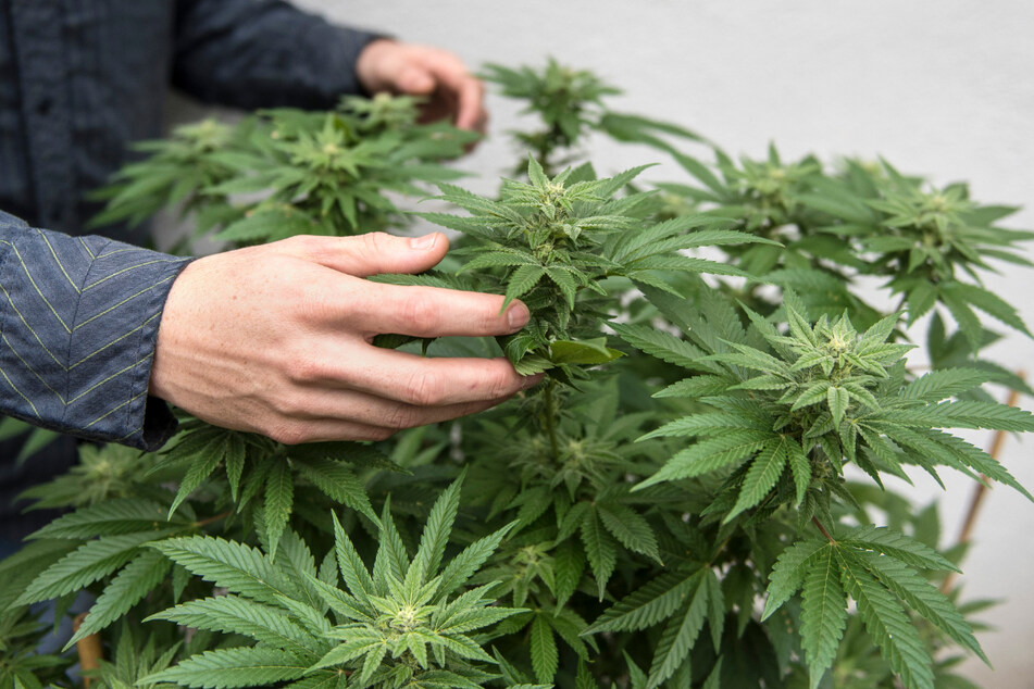 Kann Cannabis in Dresden bald legal abgegeben werden?