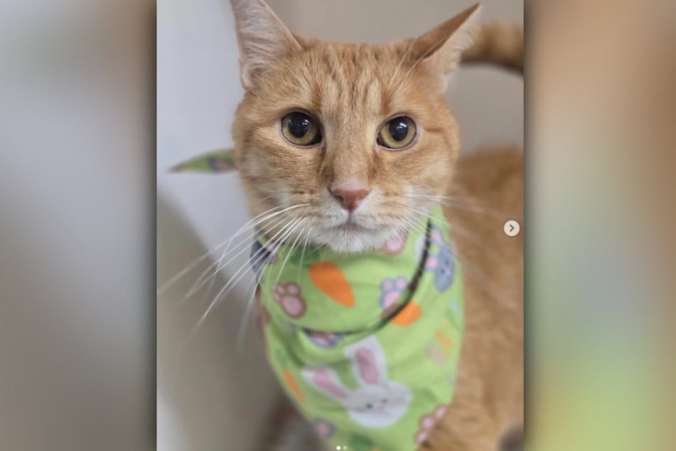 Der achtjährige Kater wird nun mit Insulin behandelt.