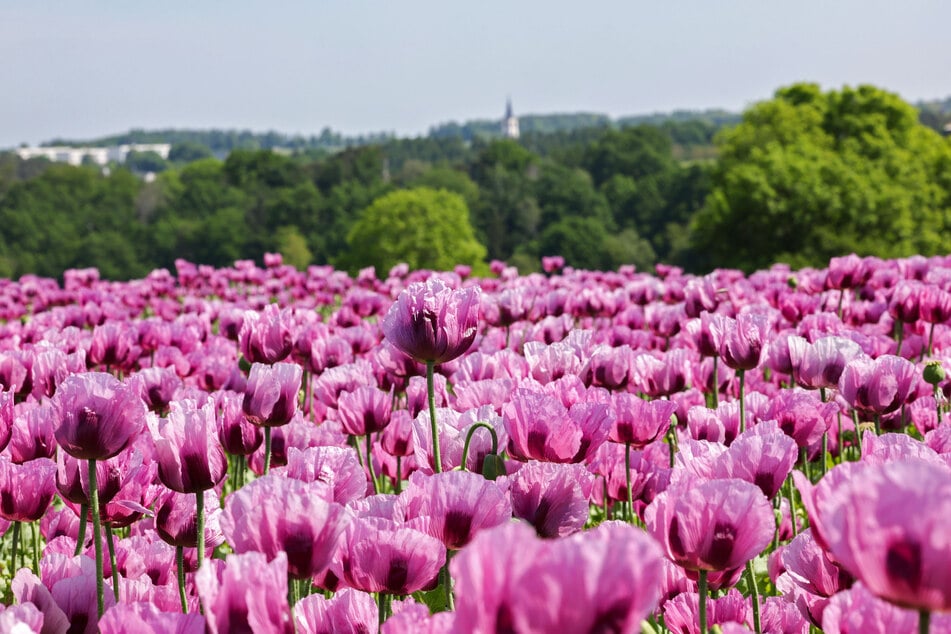 Lila Blumen so weit das Auge reicht: In Sachsen blüht wieder der Mohn