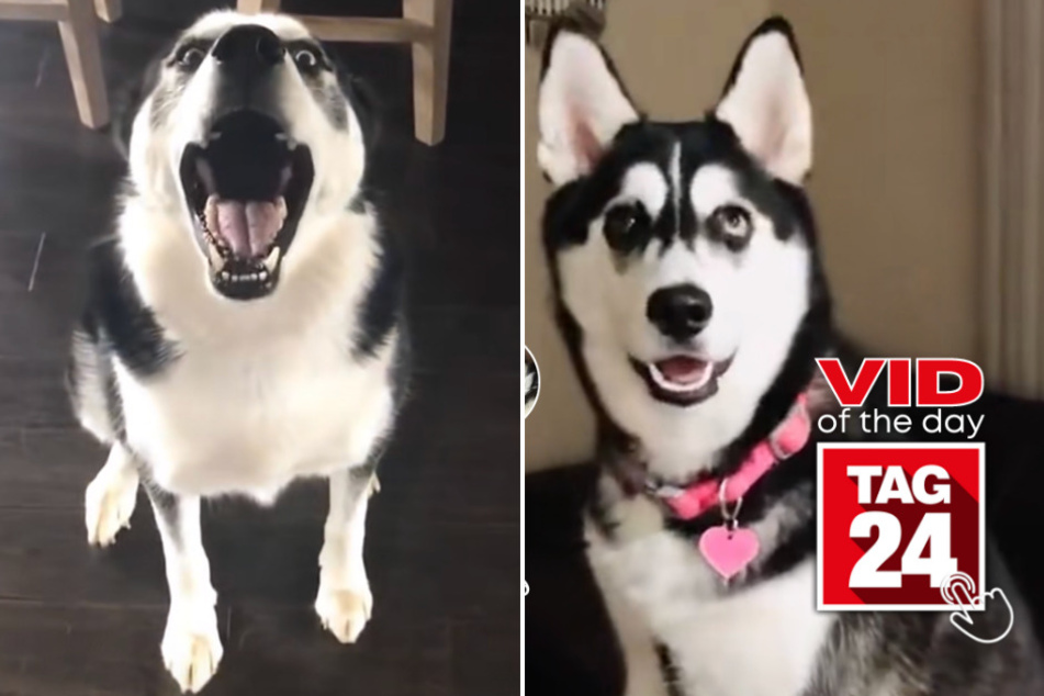 viral videos: Viral Video of the Day for August 16, 2023: Howling husky brings all the drama