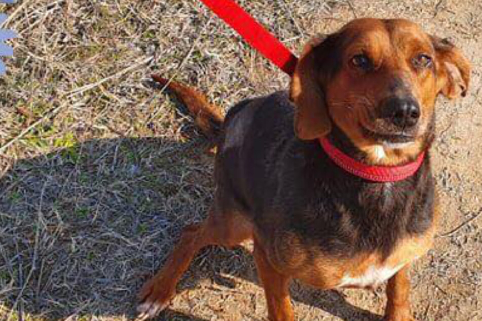 Monatelang will niemand diesen Hund haben, jetzt ist es zu spät