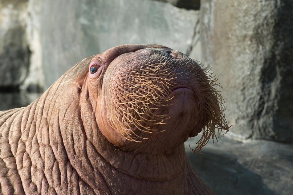 Der Walrossbulle Odin wurde 30 Jahre alt. (Archivbild)