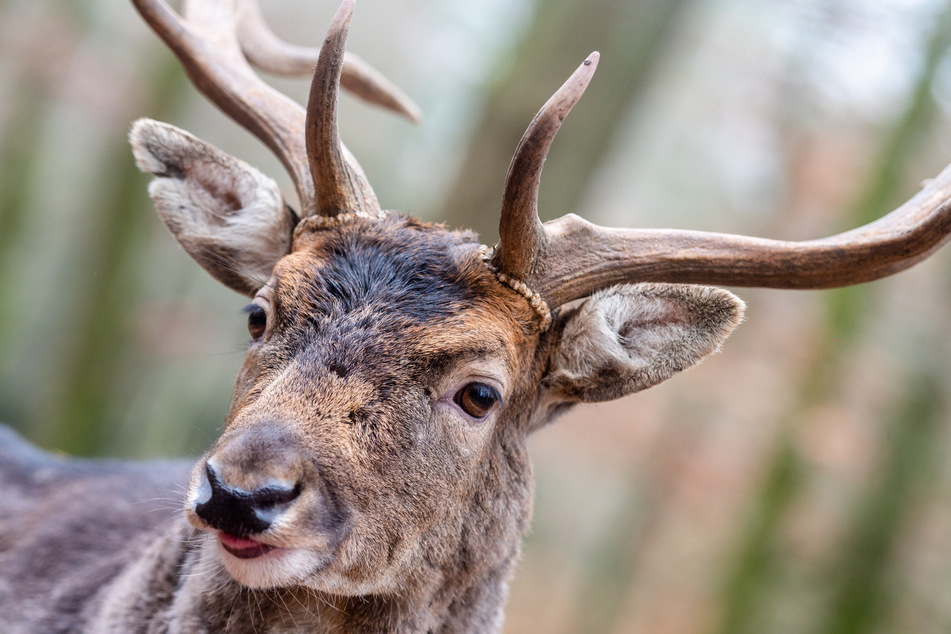 Neben Wildschweinen und Wölfen kann man im Wildgatter auch Hirsche beobachten.
