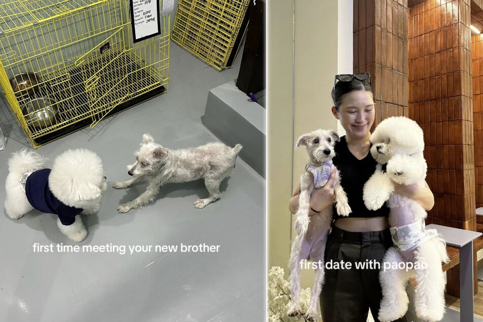 Entre Milky y su nuevo hermano Paopao no hubo dificultades al principio.
